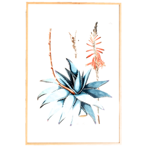 Affiche Aloe Serra 40x60 cm