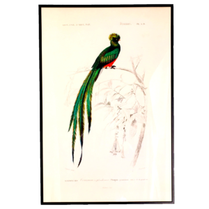 Affiche Couroucou 40x60 cm
