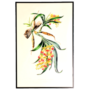 Affiche Orchidée Rose 40x60 cm