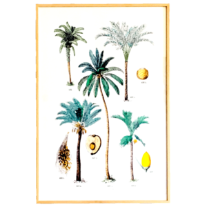 Affiche Multipalmiers - 3 tailles