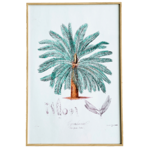 Affiche Cycadaceae 40x60 cm