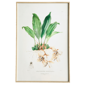 Affiche Orchidée Nude 40x60 cm