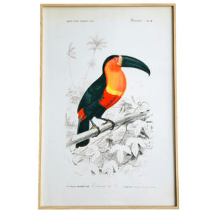 Affiche Toucan 40x60 cm