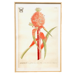 Affiche Ananas 40x60 cm