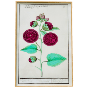Affiche Anémone Mauve 40x60 cm