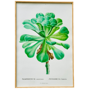Affiche Joubarbe 40x60 cm