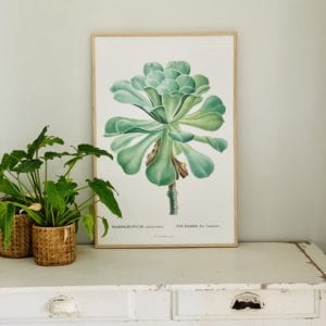 Affiche Joubarbe 40x60 cm