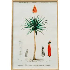 Affiche Liliacée 40x60 cm