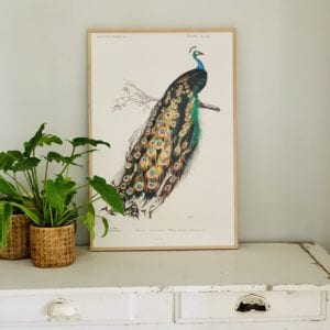 Affiche Paon 40x60 cm