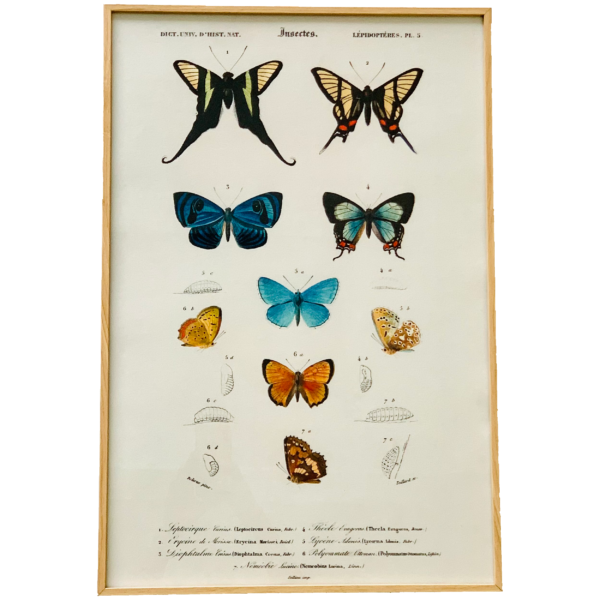 AFFPAPILLONS240-2