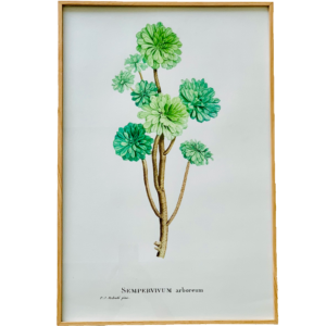 Affiche Sempervivum 40x60 cm