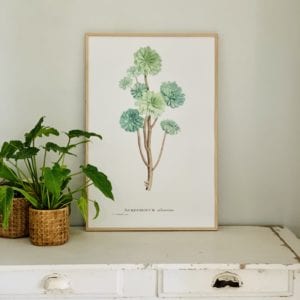 Affiche Sempervivum 40x60 cm