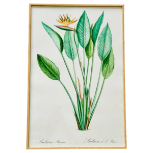 Affiche Strelitzia 40x60 cm