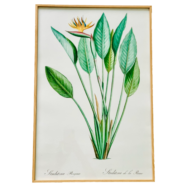 AFFSTRELITZIA40-1