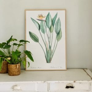 Affiche Strelitzia 40x60 cm