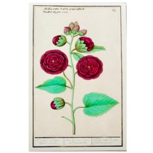 Carte postale Anemone Mauve