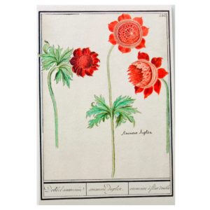 Carte postale Anemone Rouge