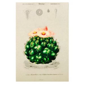 Carte postale Cactée