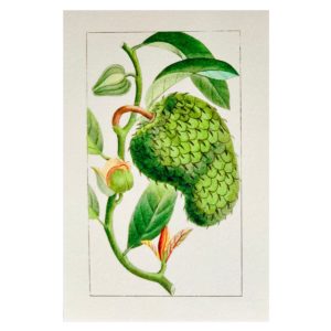 Carte postale Corossol
