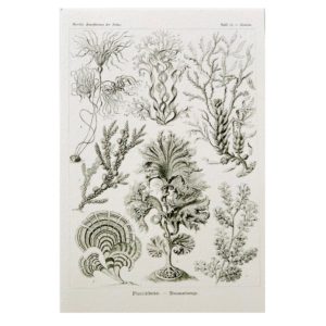 Carte postale Fucoidea