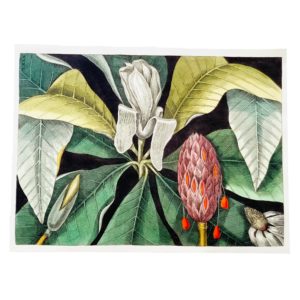 Carte postale Jardin de Balata