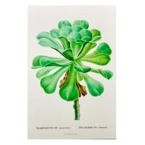 Carte postale Joubarbe