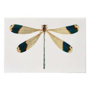 Carte postale Libellule