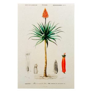 Carte postale Liliacée