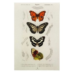 Carte postale Papillon 1