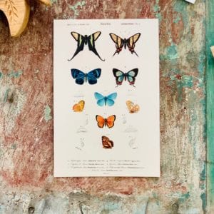 Carte postale Papillon 2