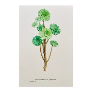Carte postale Sempervivum