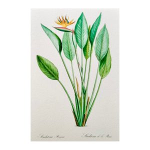 Carte postale Strelitzia