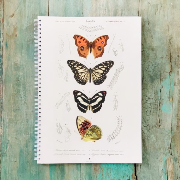CAHPAPILLON1