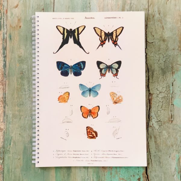 CAHPAPILLON2