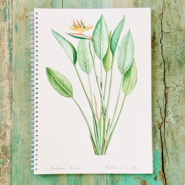 CAHSTRELITZIA