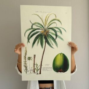 Affiche Cocotier 40x60 cm