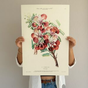 Affiche Flamboyant 40x60 cm
