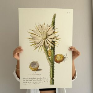 Affiche Pitaya blanc 40x60 cm