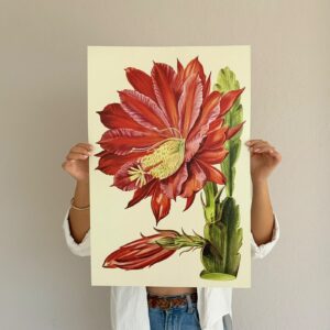 Affiche Pitaya rouge 40x60 cm