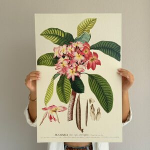 Affiche Plumeria 40x60 cm