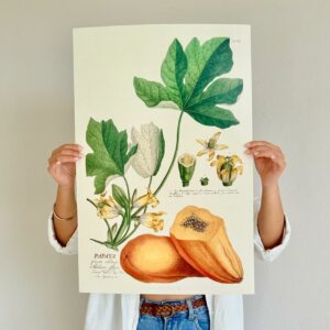 Affiche Papaya 40x60 cm