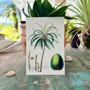 Carte postale Cocotier