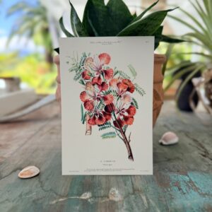 Carte postale Flamboyant