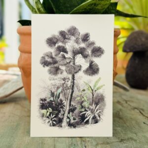 Carte postale Latanier