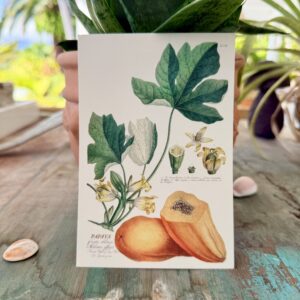 Carte postale Papaya