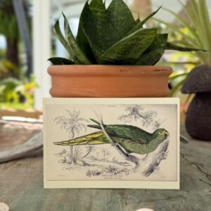 Carte postale Perroquet