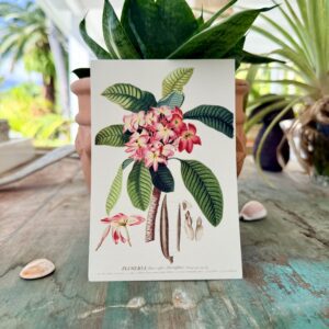 Carte postale Plumeria